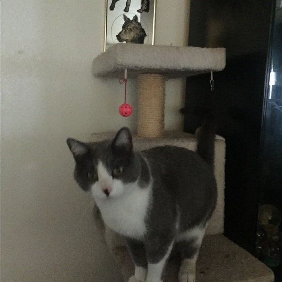 Meet your Posher, Bunny - Picture 7 of 16